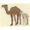 Camel Mom and Baby
