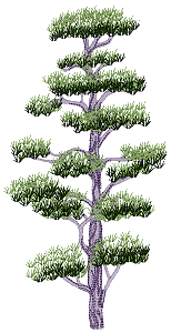 Atlas Cedar Tree