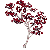 Small Japanese Maple