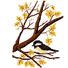 Chickadee in Tree, without window frame