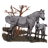Horse & Foal