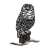 Snowy Owl (Small)