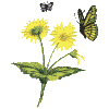 Sunflowers & Butterflies