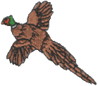 Pheasant Flying, left