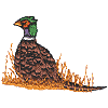 Sitting Pheasant