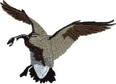 Candian Goose/Bird
