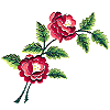 Two Fancy Roses