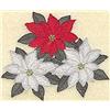 White and red poinsettia