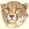 Cheetah (Smaller)