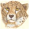 Cheetah (Larger)