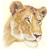 Female Lion, Light Stitch (Larger)
