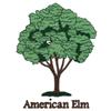 American Elm
