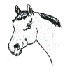 Horse Head Profile 2