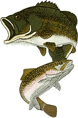 Large Mouth Bass/Rainbow Trout