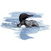 Loon/Water Reflection