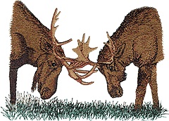 Battling Moose
