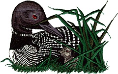 Loon Mother/Baby
