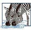Zebras Drinking at Water