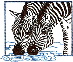 Zebras Drinking at Water