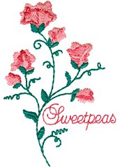 Sweet Pea Flowers