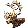 Caribou / Reindeer Head 1
