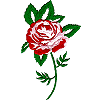 Rose 6