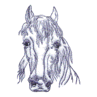 Horse Portrait B