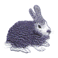 Rabbit A