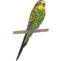 Parakeet B