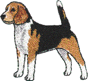 Beagle - Male