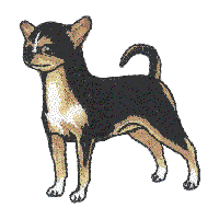 Chihuahua A