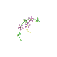 Darlene floral