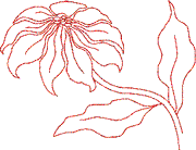 Poinsettia 1 B