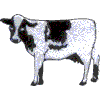 Cow A