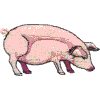 Pig A