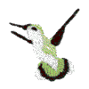 Hummingbird A