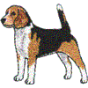 Beagle - Male
