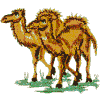 Camels (Noah's Ark)