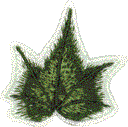 Ivy Leaf 2