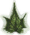 Ivy Leaf 3