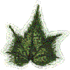 Ivy Leaf 2