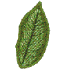 Poinsettia Leaf 1