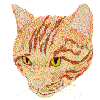 Cat Portrait, Orange