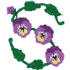 S Pansy