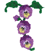 T Pansy