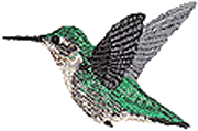 Broad-tail side view Hummingbird