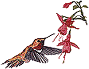 Rufous Hummingbird with Fuchsia Flower