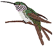 Shear-tail Hummingbird
