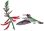 White-eared Hummingbird with Coral Bean Flower