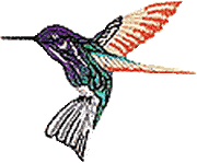 Jacobian Hummingbird